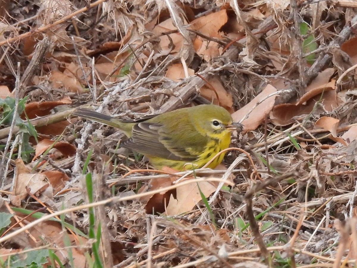 Prairie Warbler - ML645736573