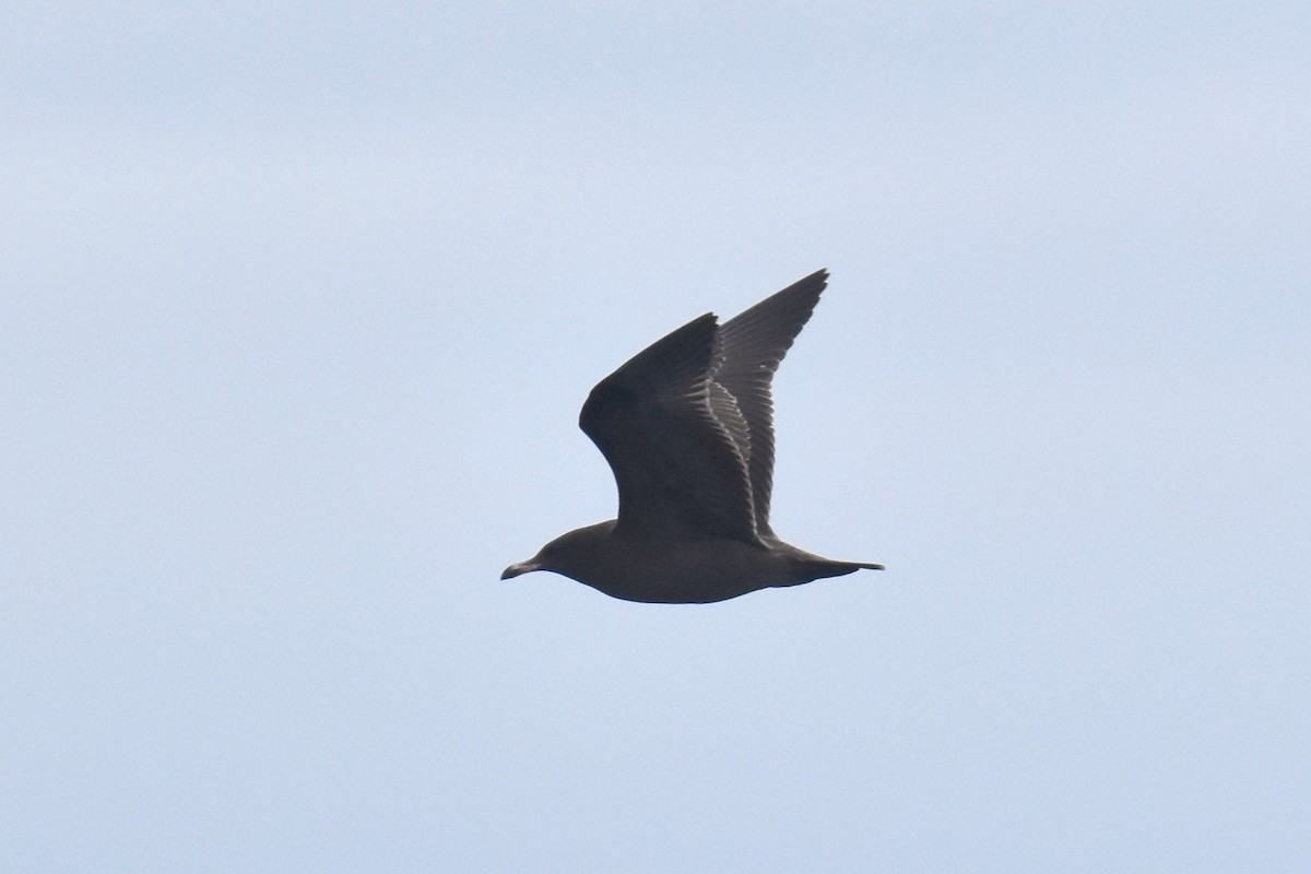 Heermann's Gull - ML645736575