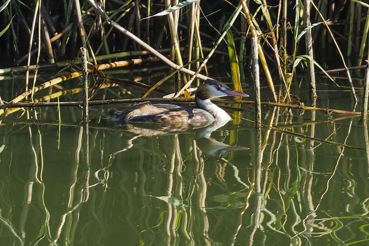 potápka roháč - ML645736582