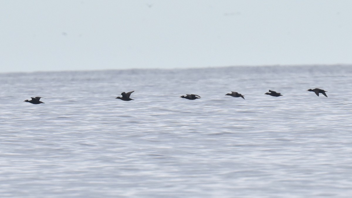 Surf Scoter - ML645736587