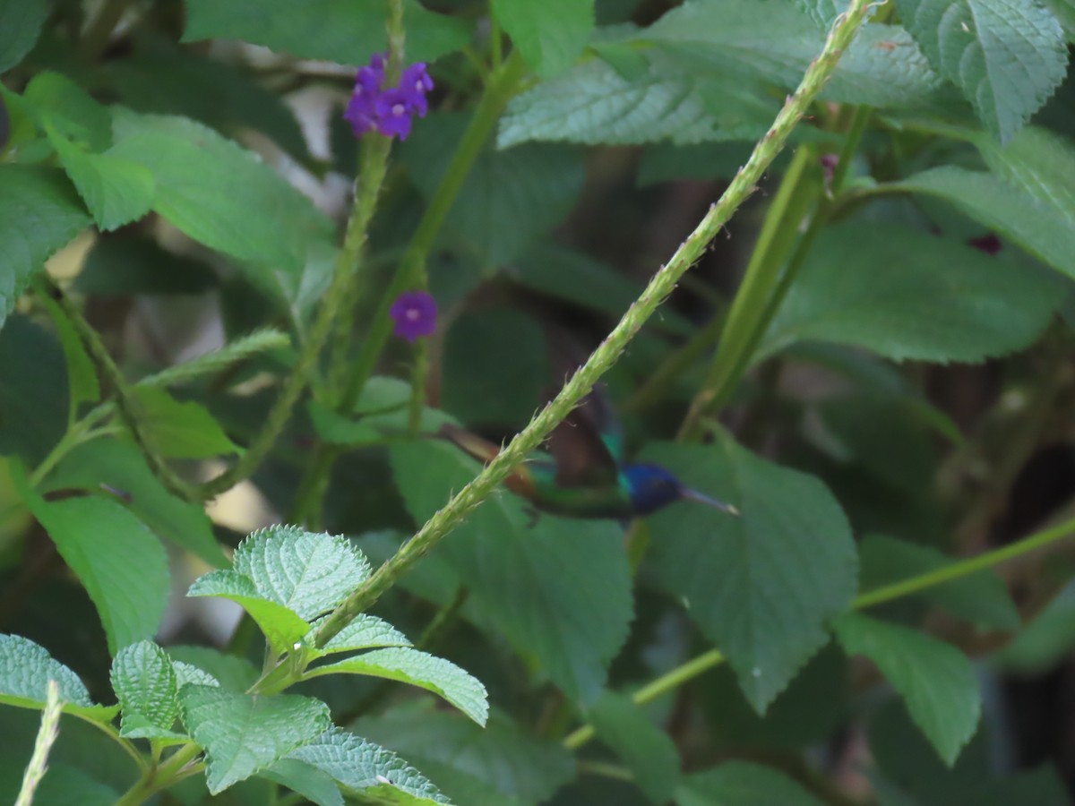 kolibřík zlatochvostý - ML645736593