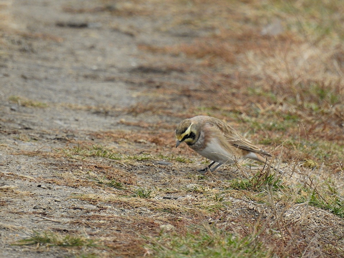Alondra Cornuda - ML645736596