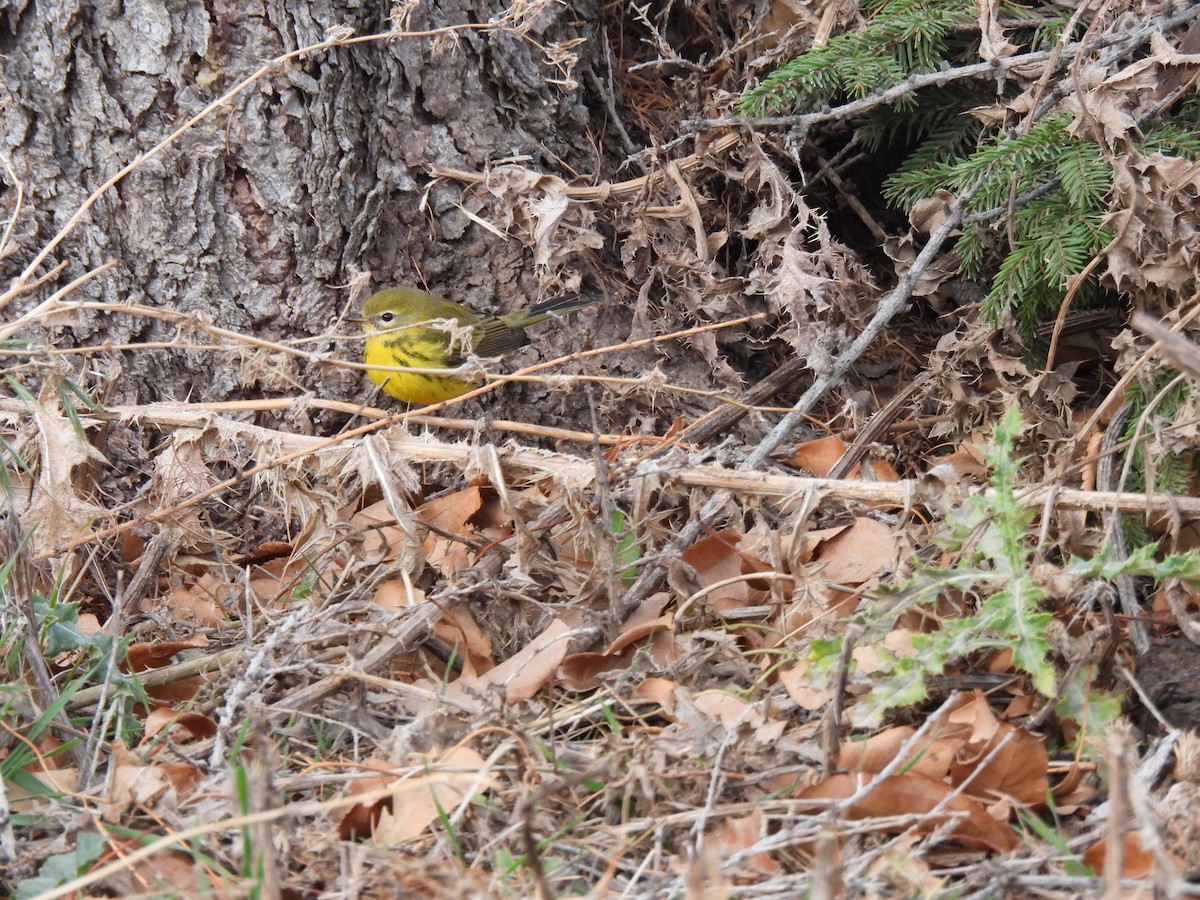 Prairie Warbler - ML645736601