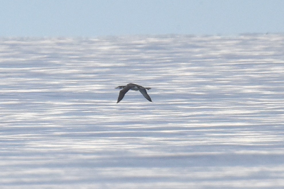 Common Loon - ML645736605