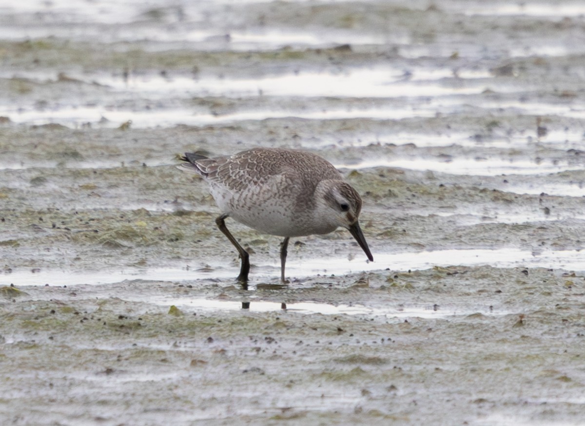 Red Knot - ML645736607