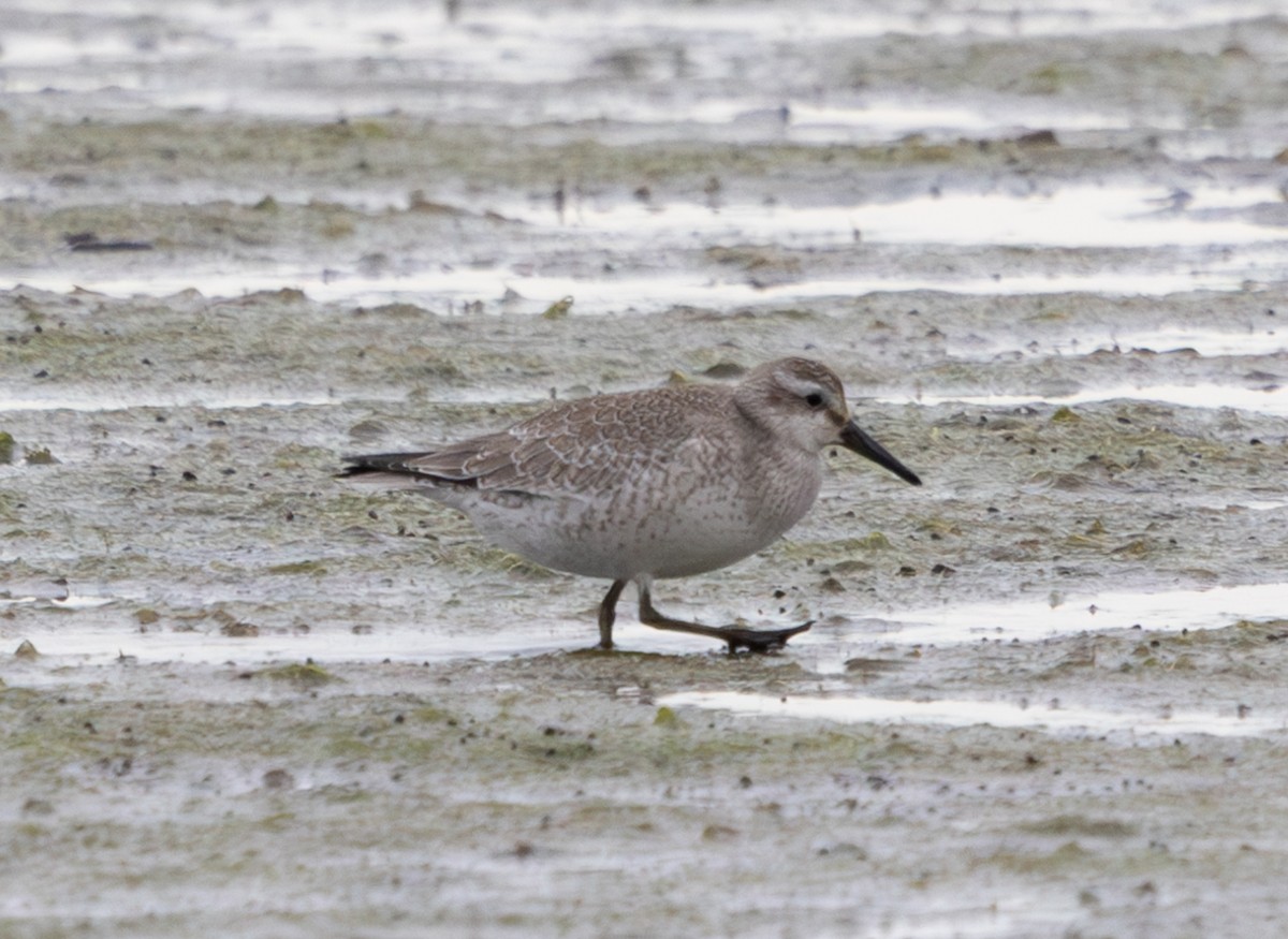 Red Knot - ML645736608