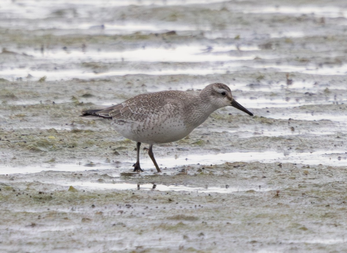 Red Knot - ML645736609