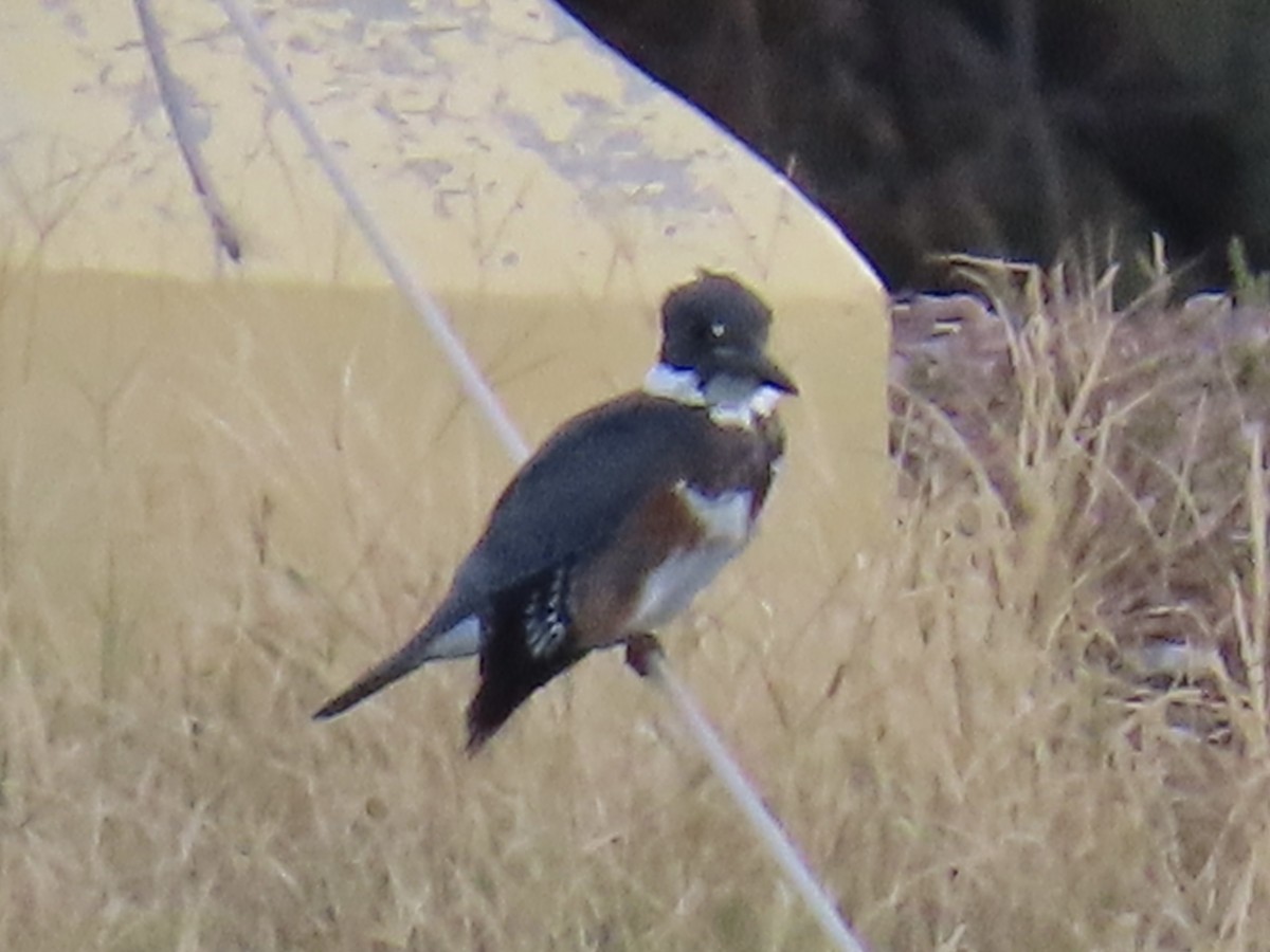 Belted Kingfisher - ML645736614