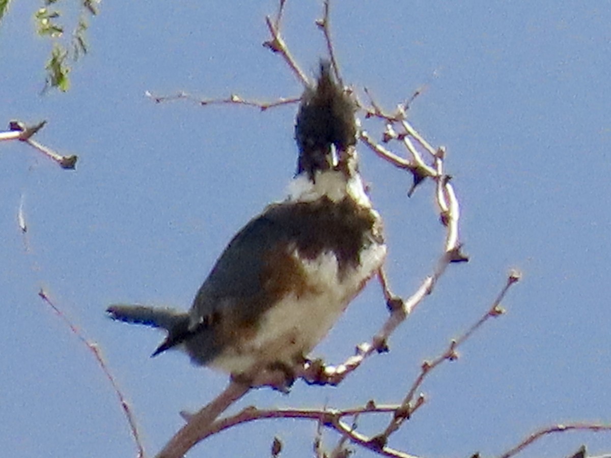 Belted Kingfisher - ML645736615