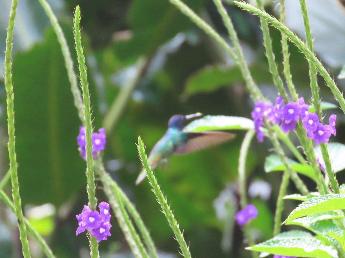 kolibřík zlatochvostý - ML645736616