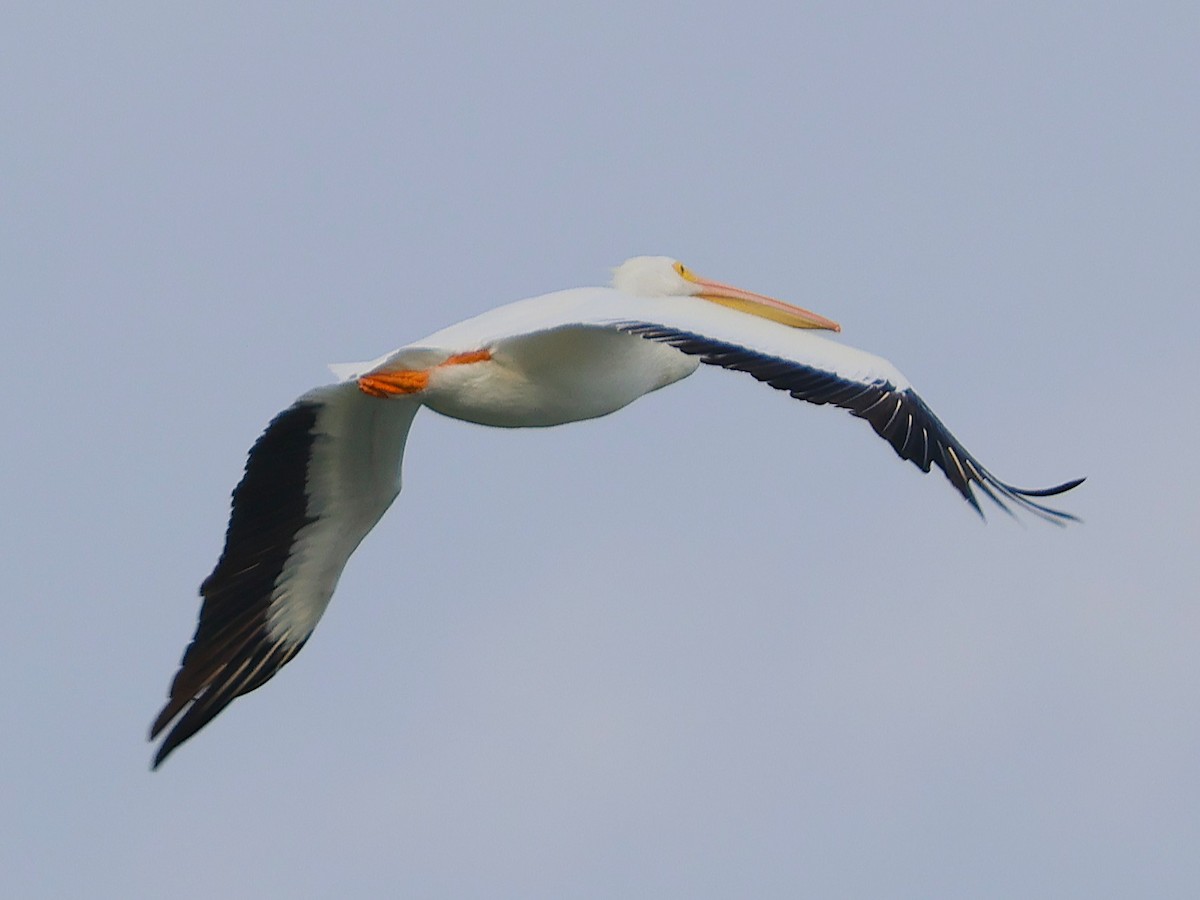 pelikán severoamerický - ML645736624