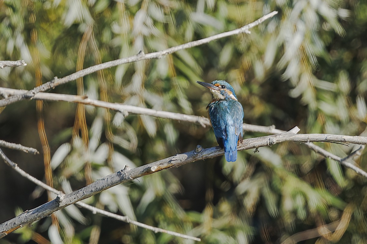 ledňáček říční - ML645736631