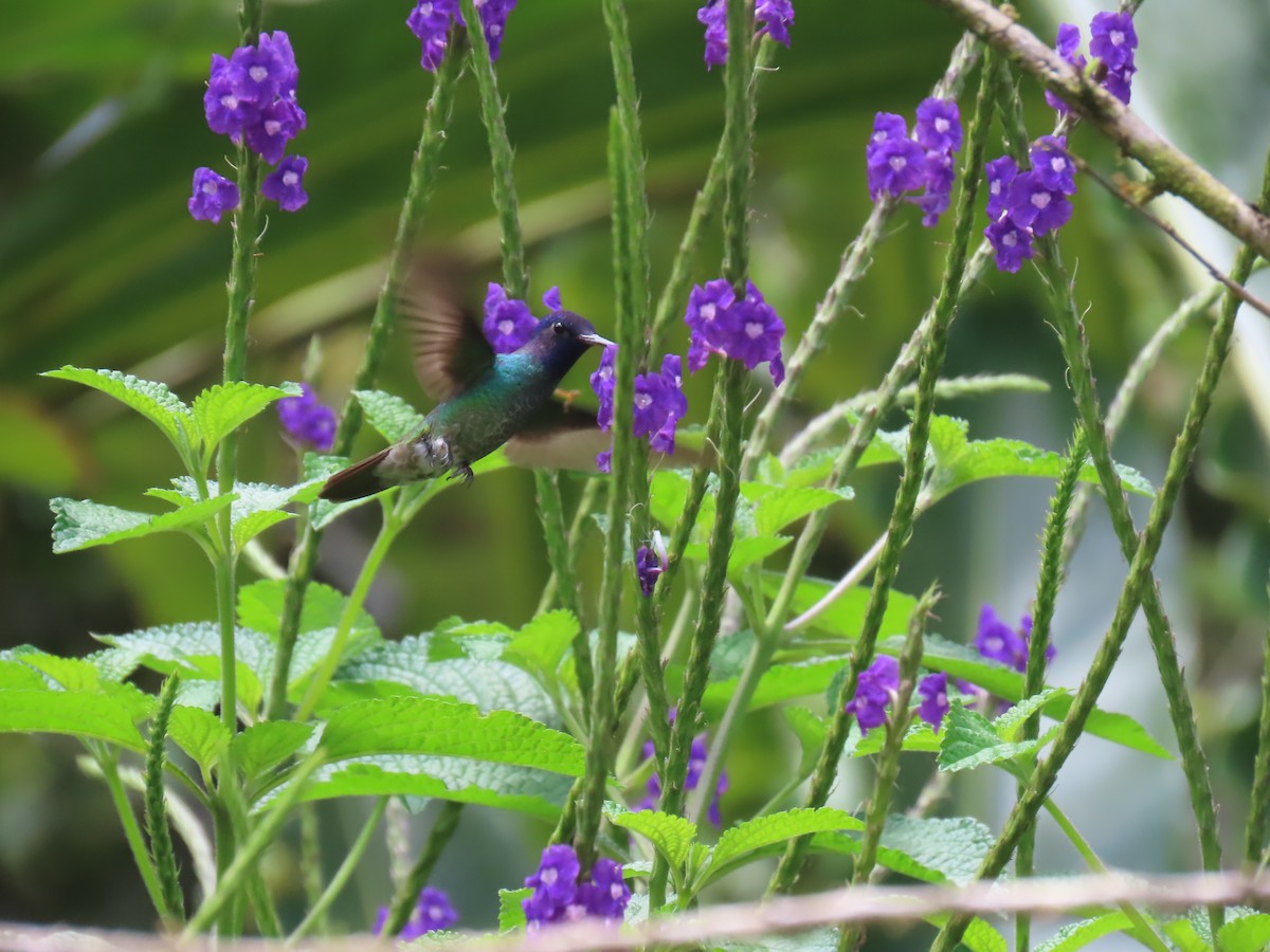 kolibřík zlatochvostý - ML645736632