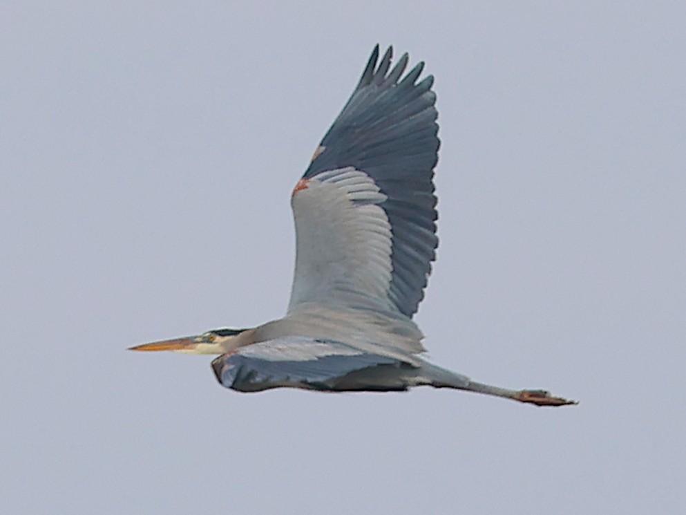 volavka velká - ML645736633