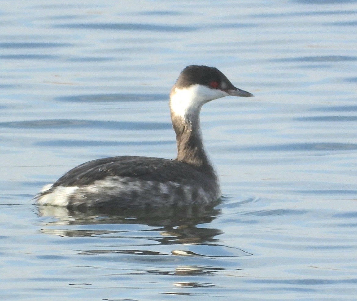 potápka žlutorohá - ML645736634