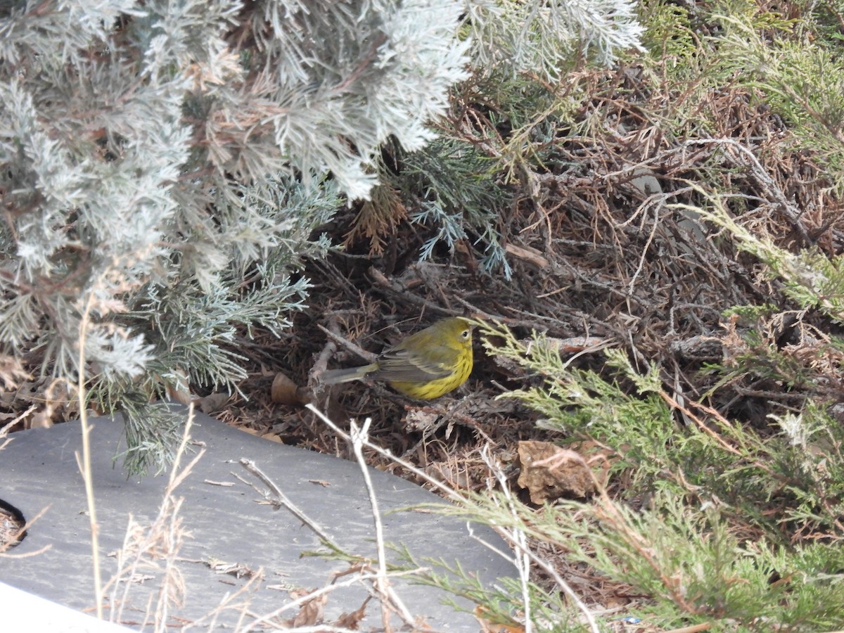 Prairie Warbler - ML645736639