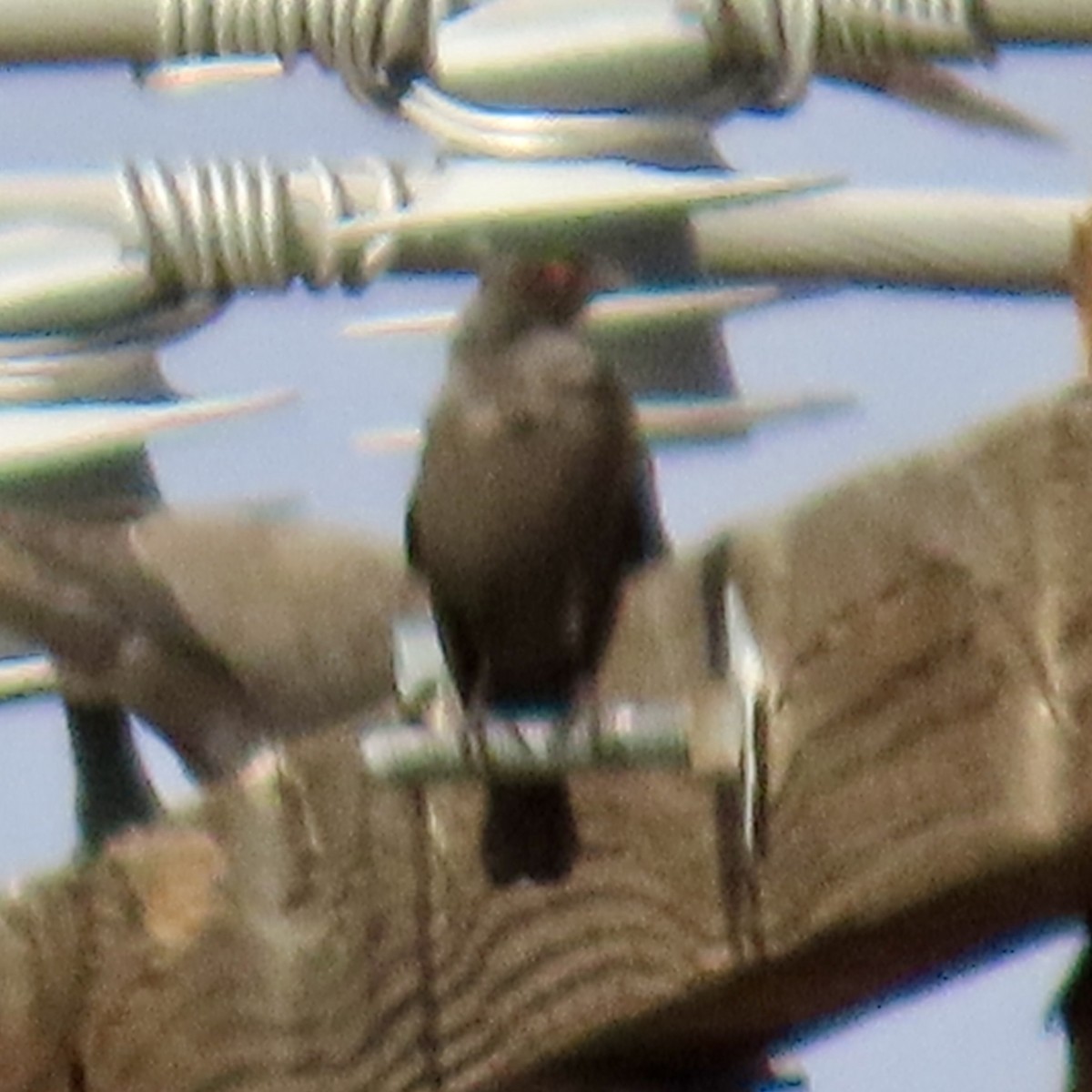 Bronzed Cowbird - ML645736644