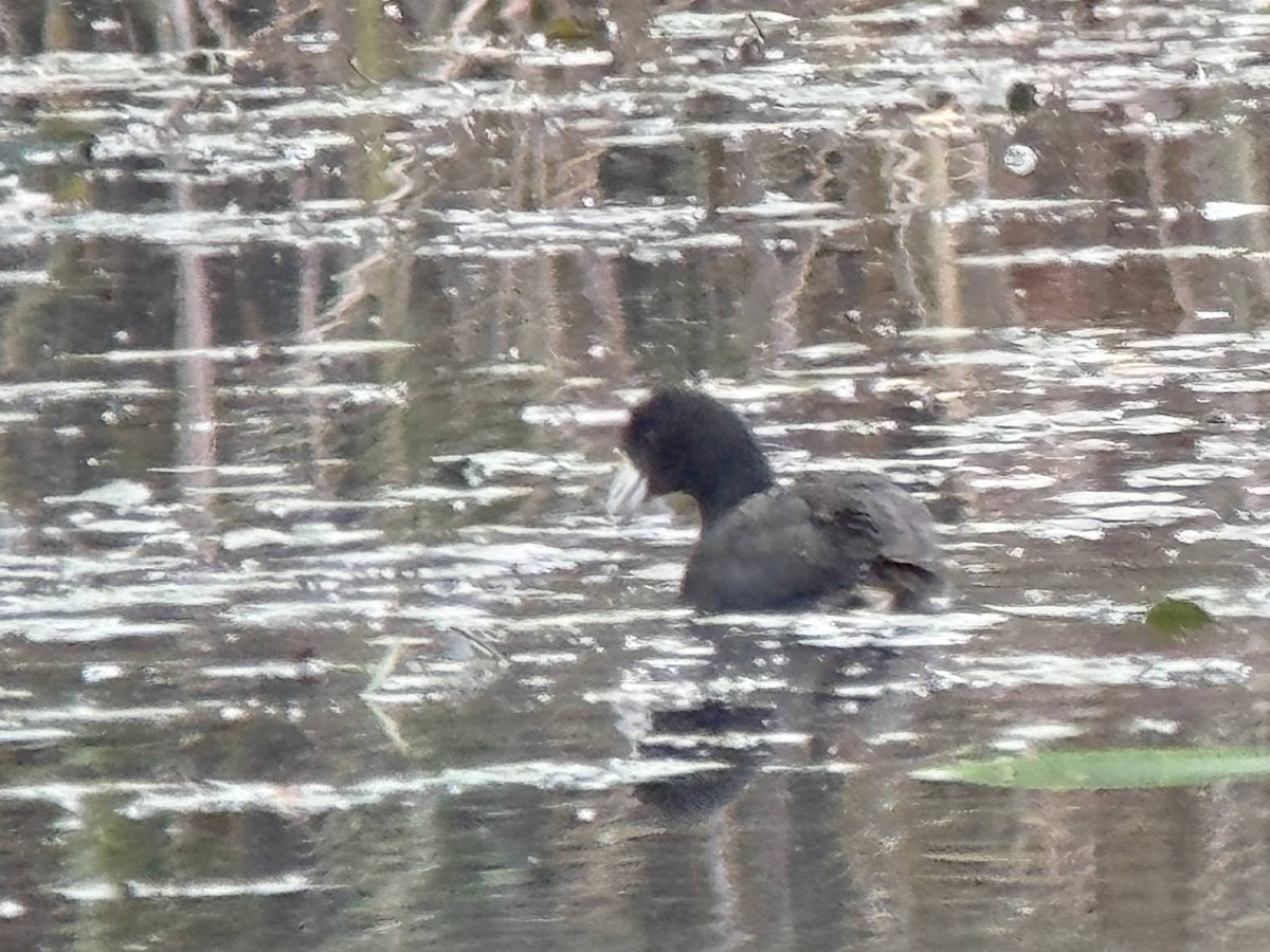 American Coot - ML645736648