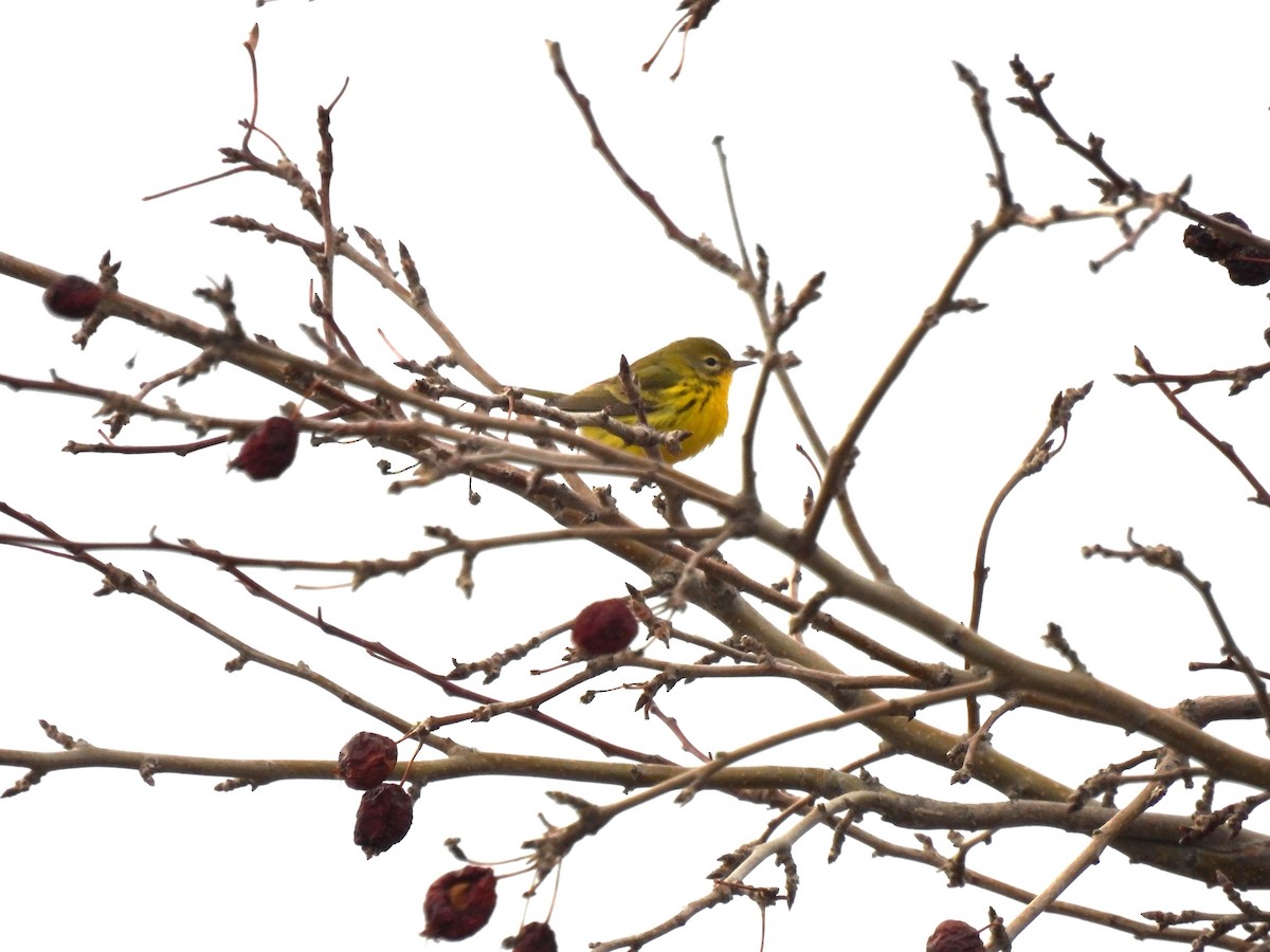 Prairie Warbler - ML645736649