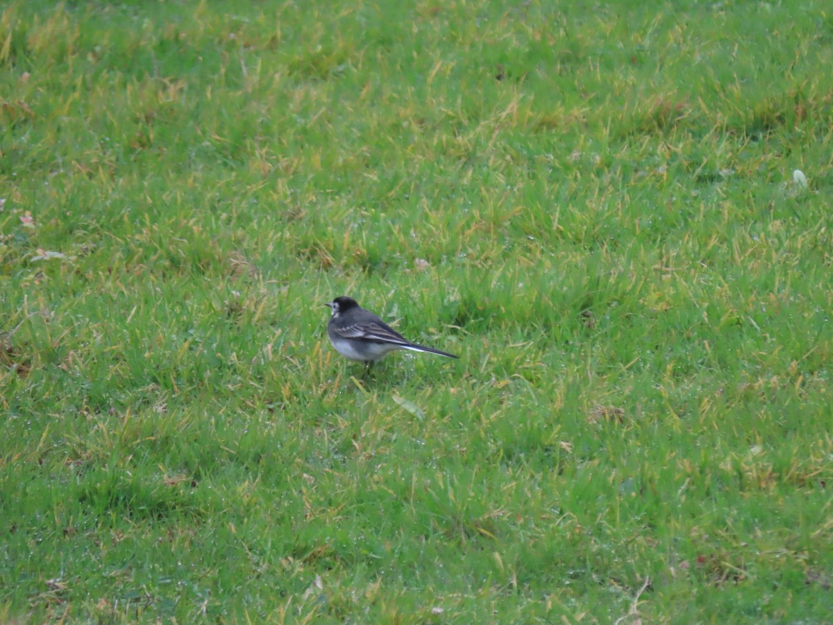 White Wagtail - ML645736656