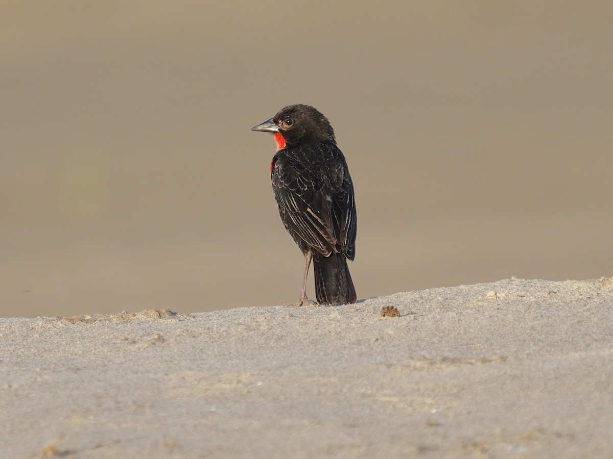 Red-breasted Meadowlark - ML645736662