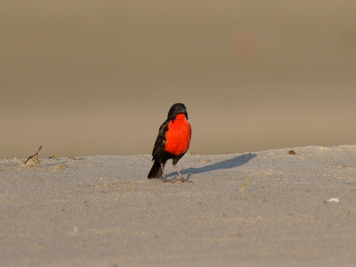 Red-breasted Meadowlark - ML645736663
