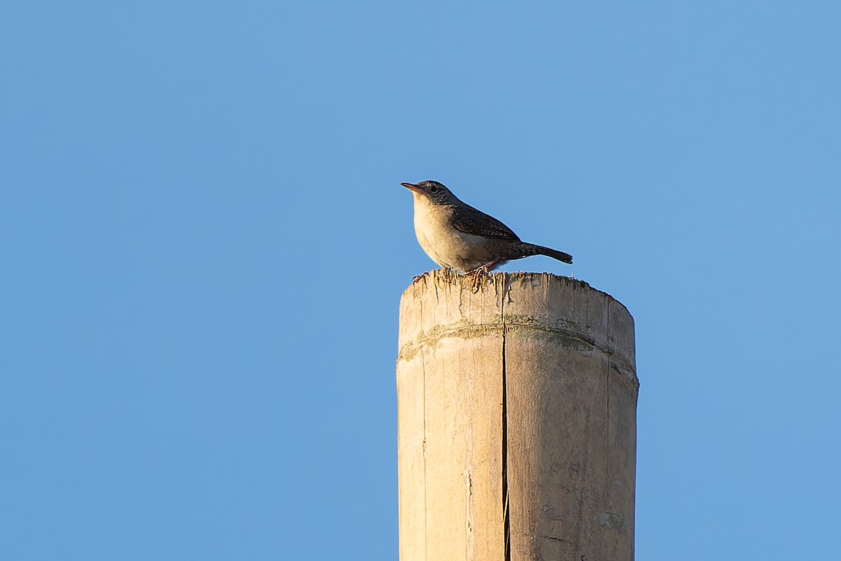 Southern House Wren - ML645736665