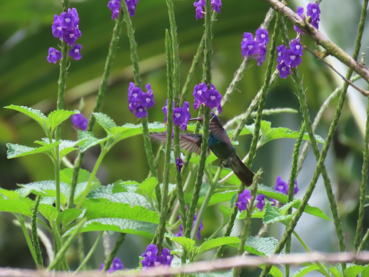 kolibřík zlatochvostý - ML645736675