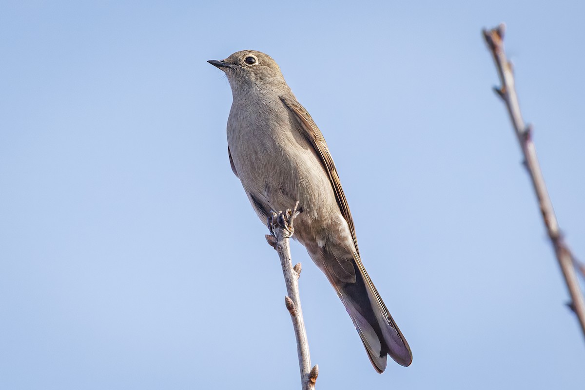 Townsend's Solitaire - ML645736676