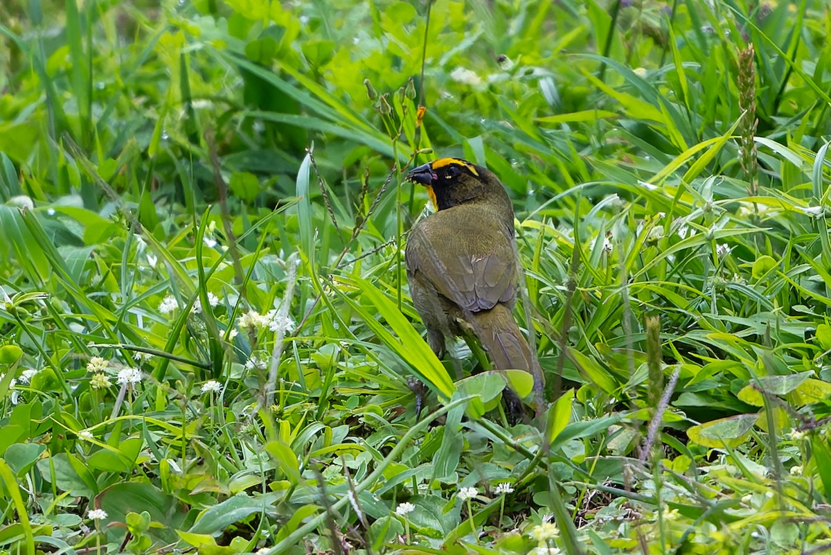 Желтолицый семилеро - ML645736691