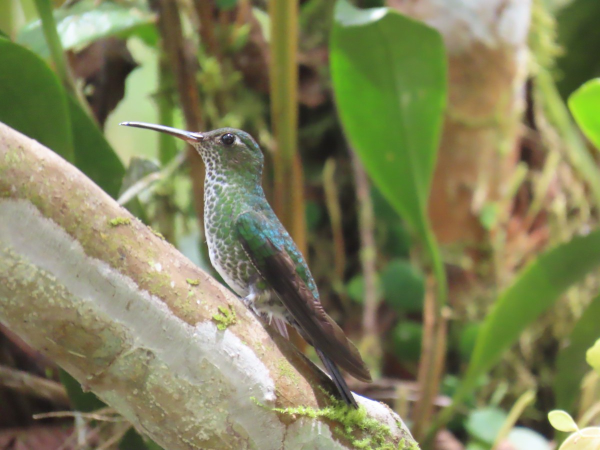 Colibri grivelé - ML645736692