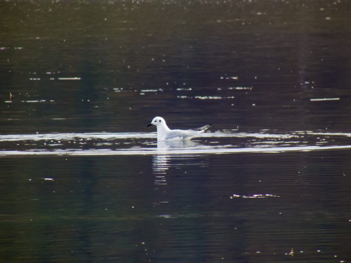 ボナパルトカモメ - ML645736705