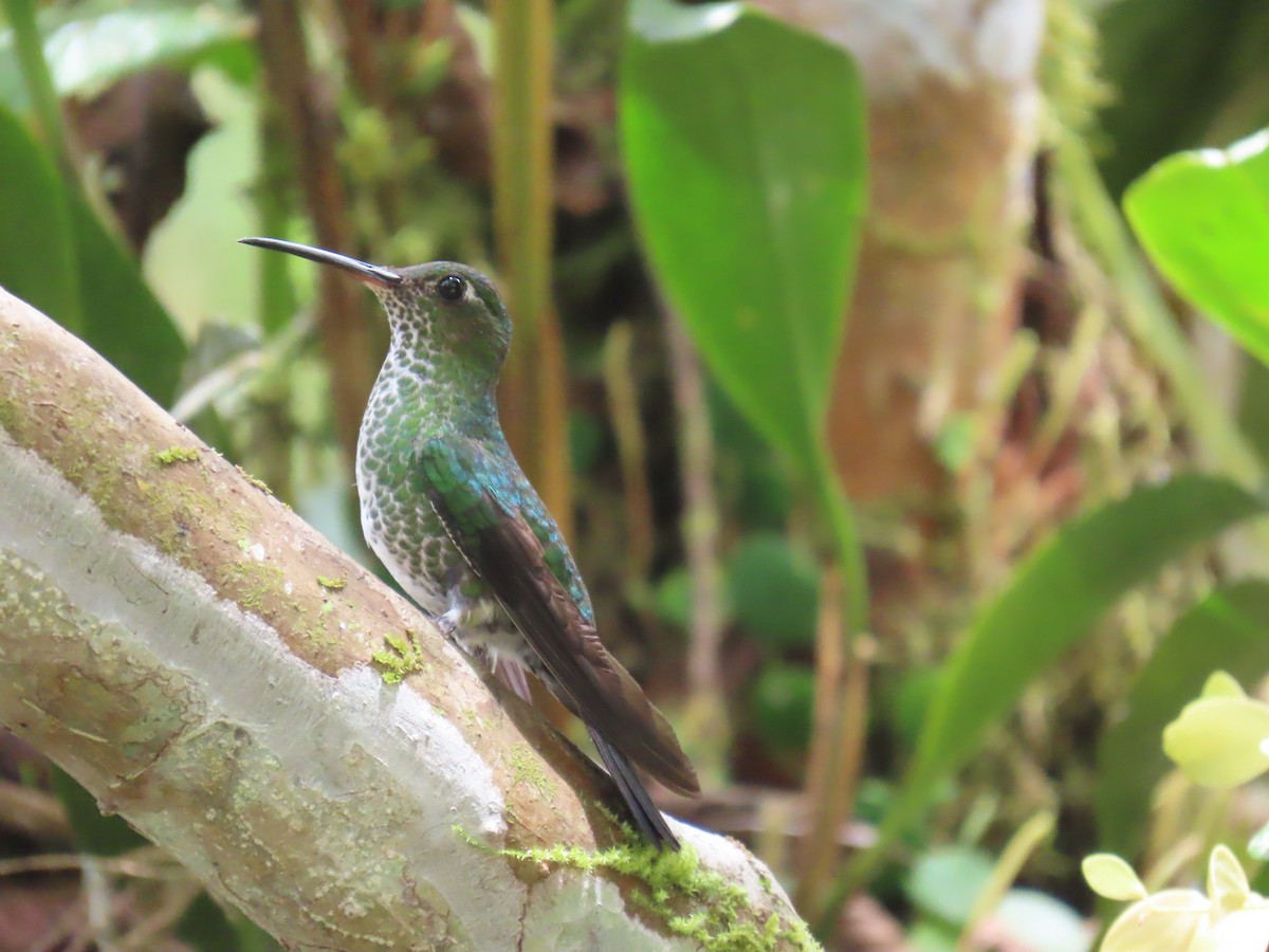 Colibri grivelé - ML645736706