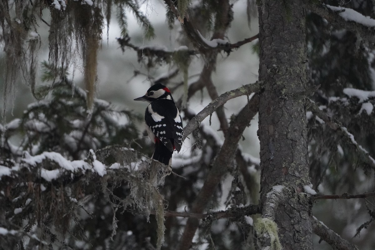 Buntspecht - ML645736714