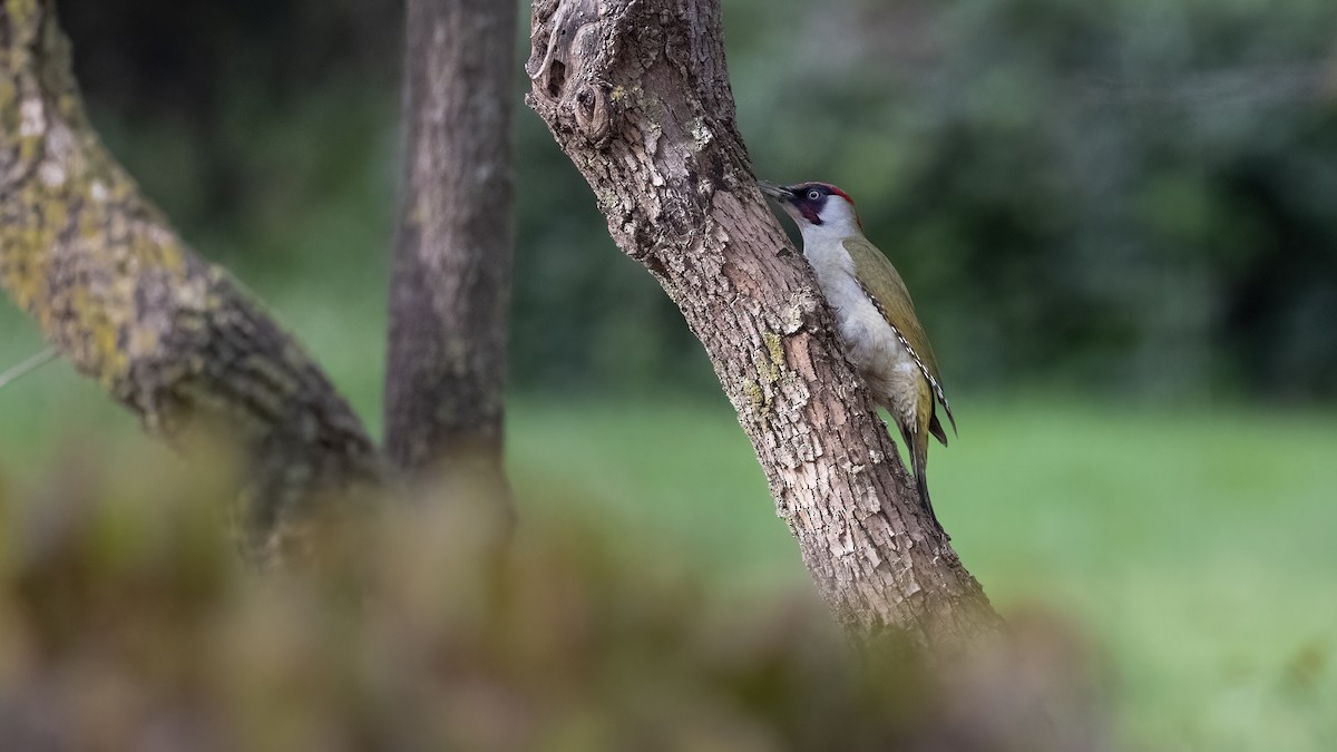 נקר ירוק - ML645736717