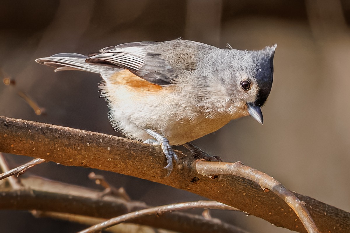 Tufted Titmouse - ML645736720