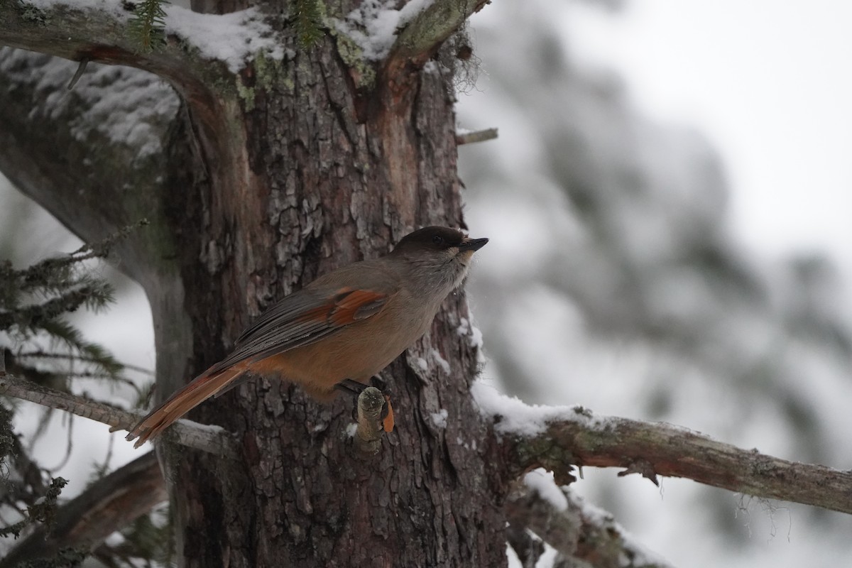 Siberian Jay - ML645736727