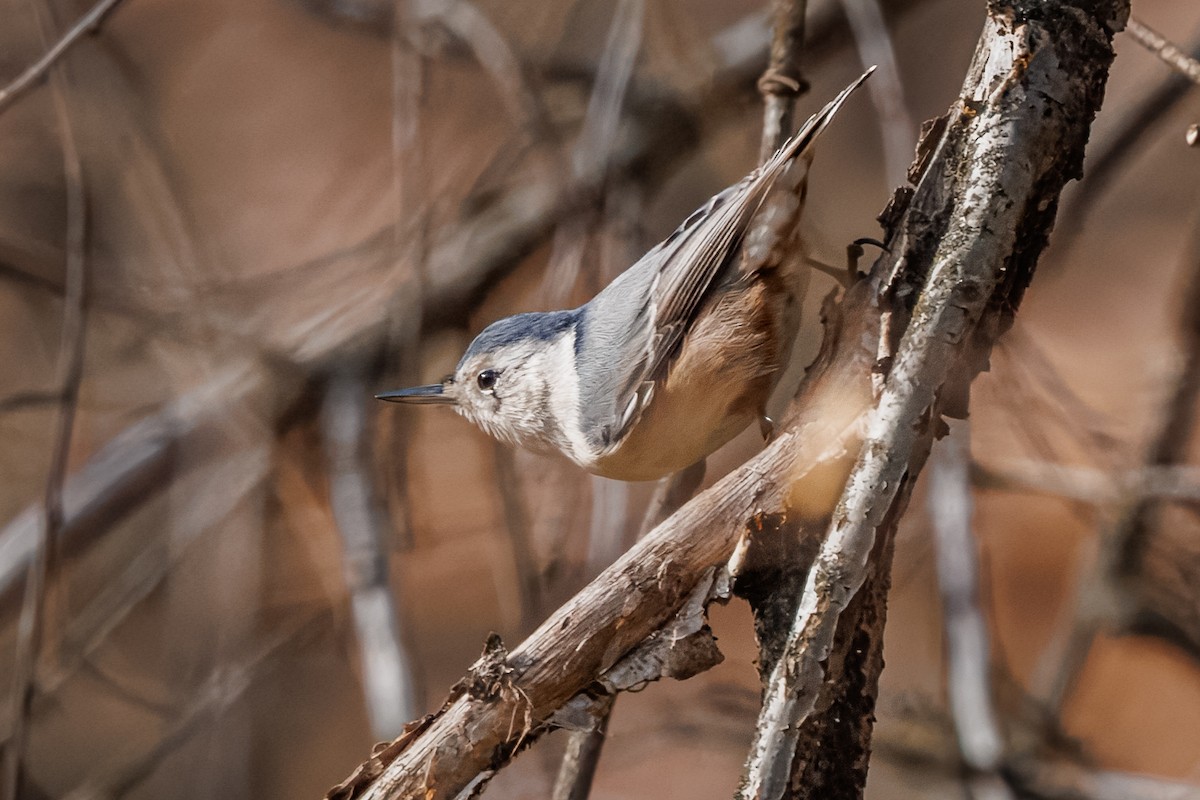 White-breasted Nuthatch - ML645736731