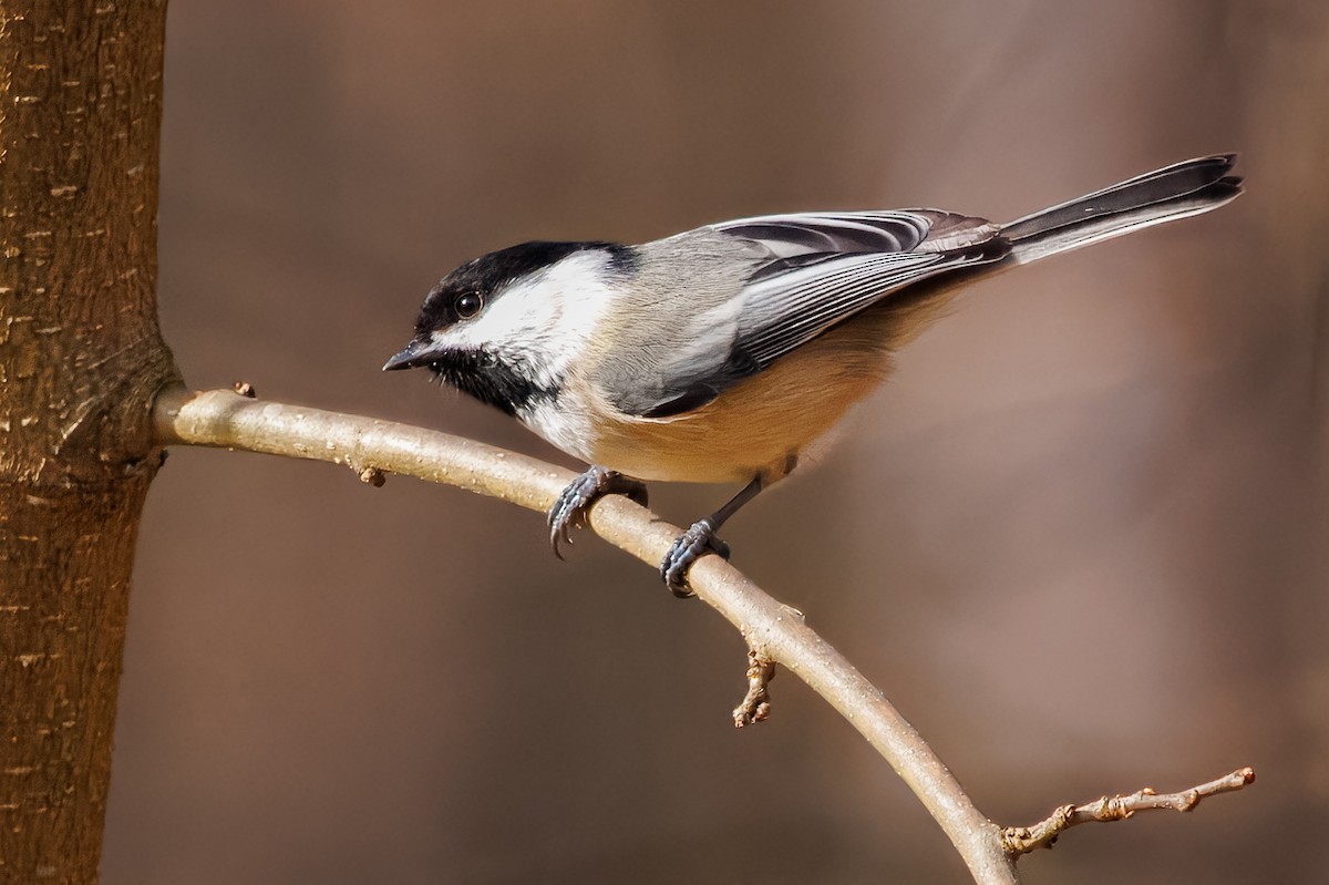 Black-capped Chickadee - ML645736742