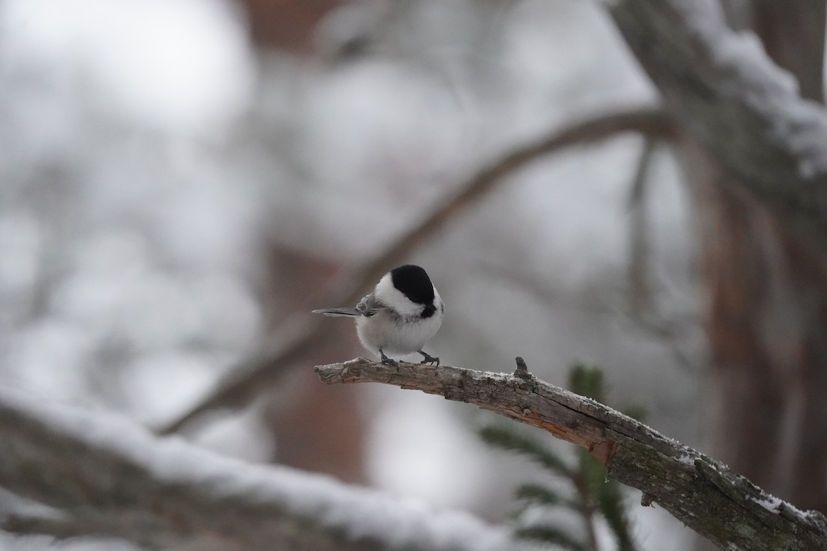 Пухляк - ML645736746