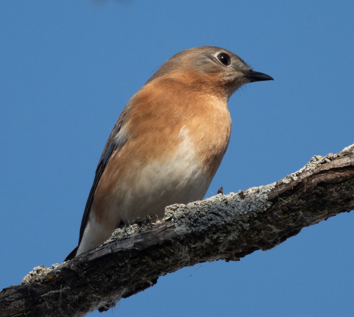 Eastern Bluebird - ML645736761