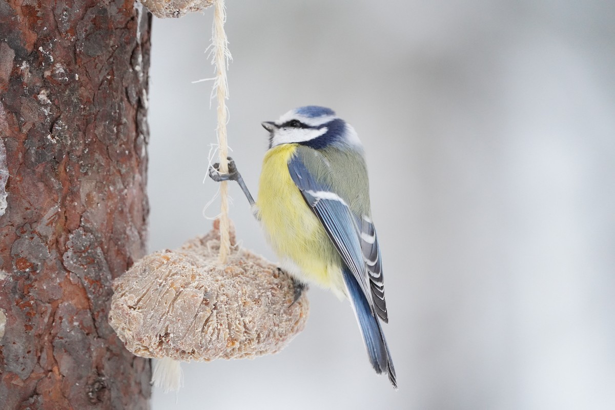 sýkora modřinka - ML645736763