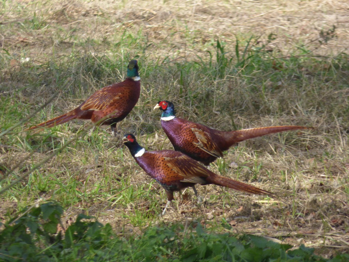 Ring-necked Pheasant - ML645736764