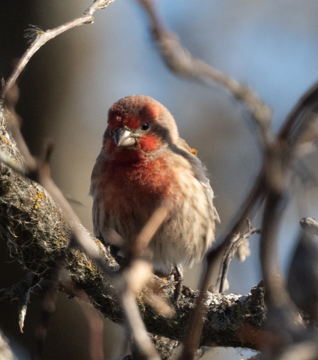 House Finch - ML645736772