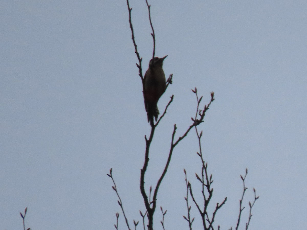 Great Spotted Woodpecker - ML645736775