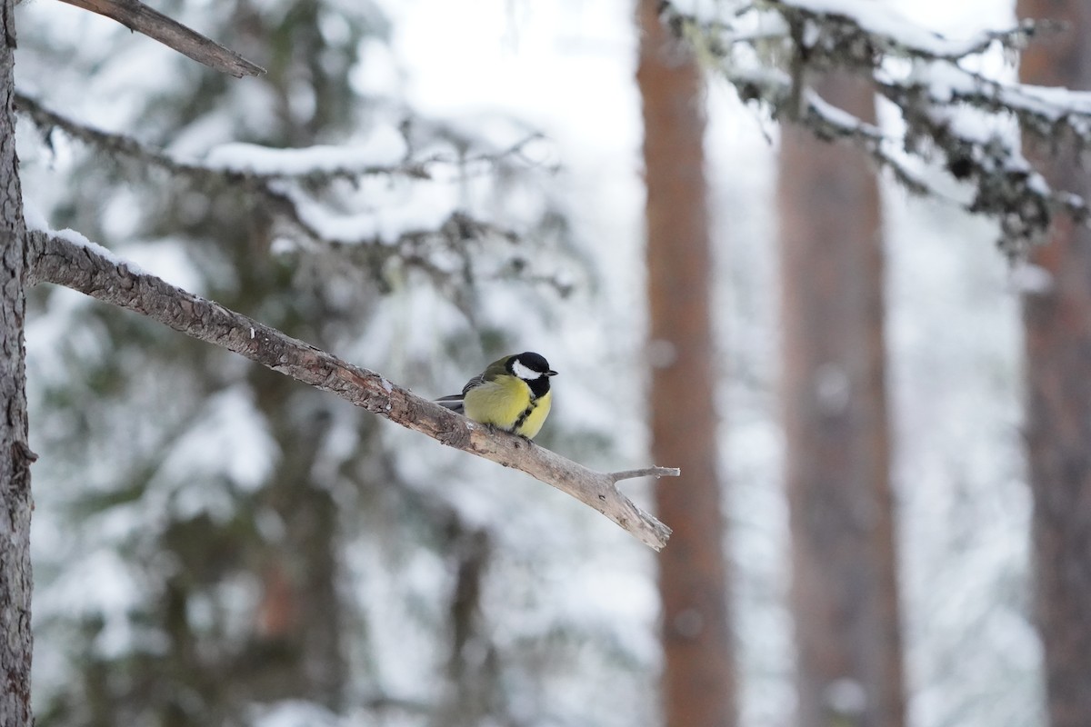 Kohlmeise - ML645736787