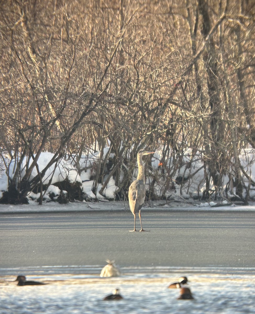 Great Blue Heron - ML645736795
