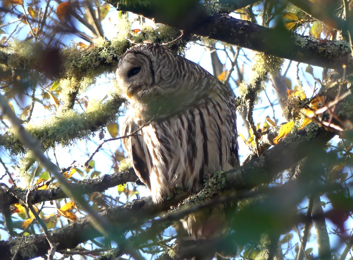 Barred Owl - ML645736796