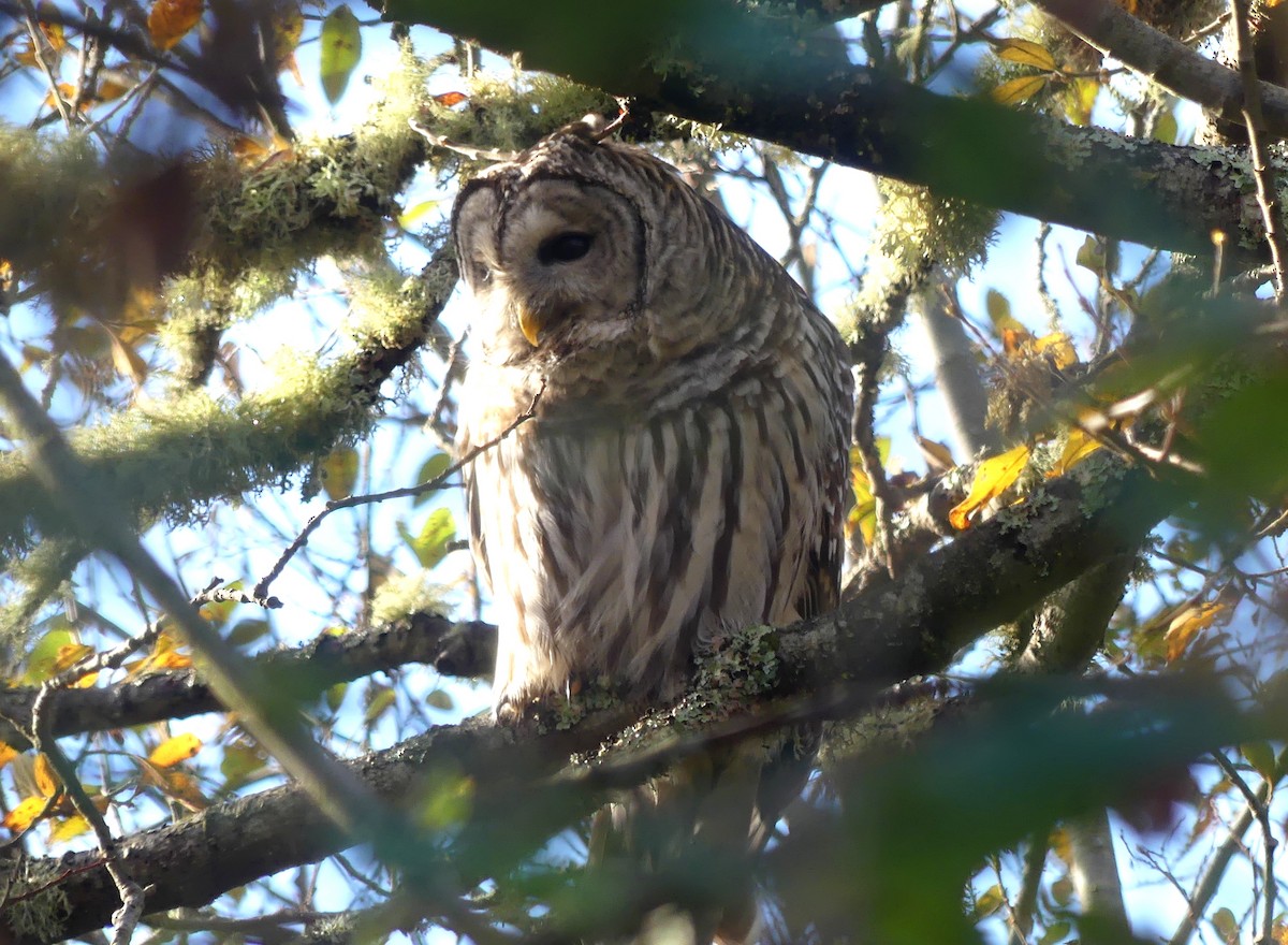 Barred Owl - ML645736797