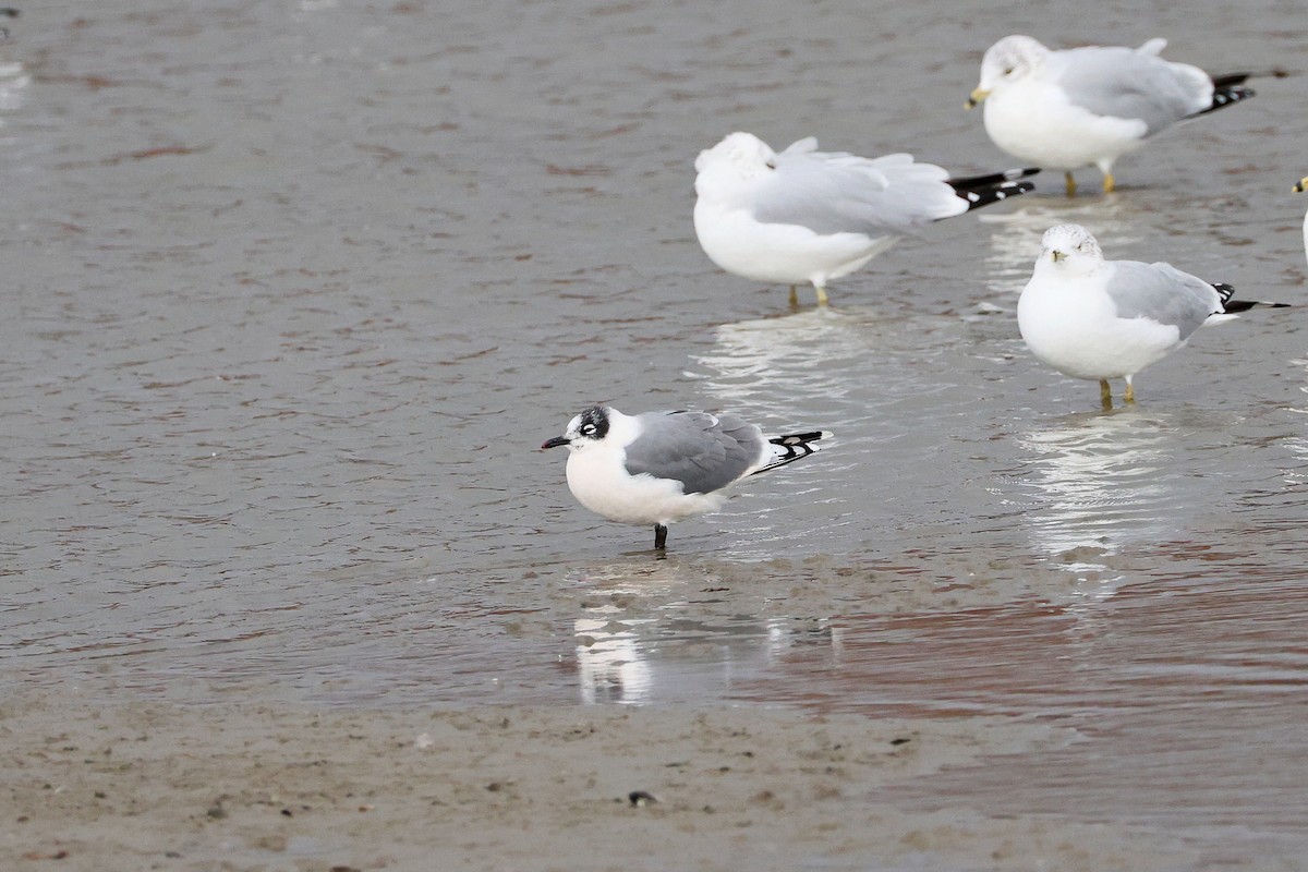 Franklin's Gull - ML645736802